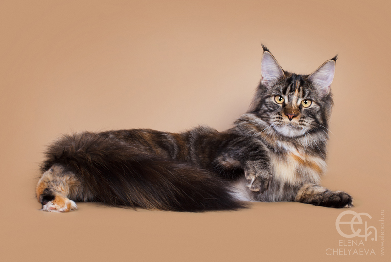 MakAlina Bayuda Foinix - maine-coon