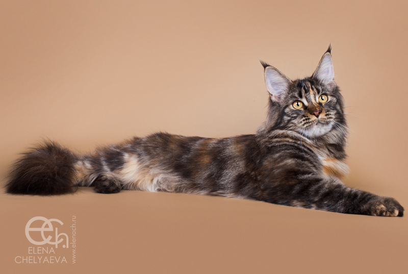 MakAlina Bayuda Foinix - maine-coon