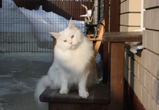 MakAlina Querubi - maine-coon