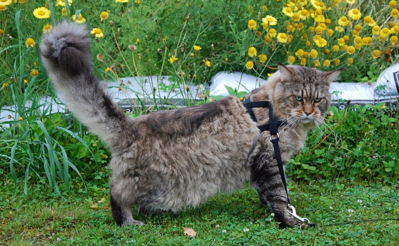 Hypercoons Terence - maine-coon