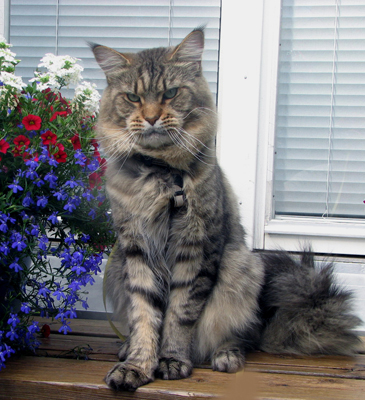 Hypercoons Terence - Adult maine-coon 3 years 7 months 3 weeks