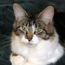 Escape's Ramiza that's Me!