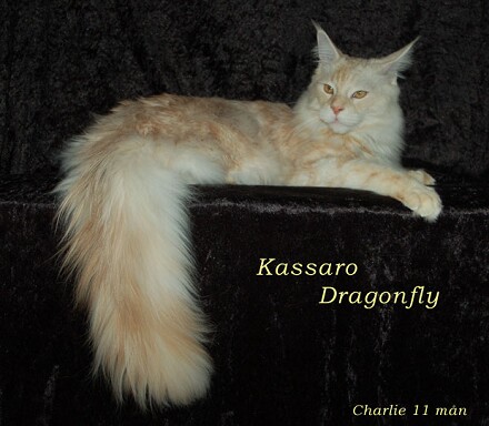 Kassaro Dragonfly - maine-coon