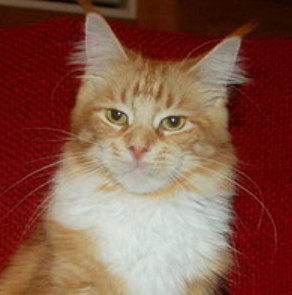 Tigerhuset's Grace Garbo - maine-coon