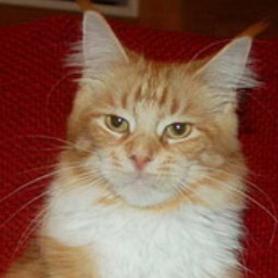 Tigerhuset's Grace Garbo