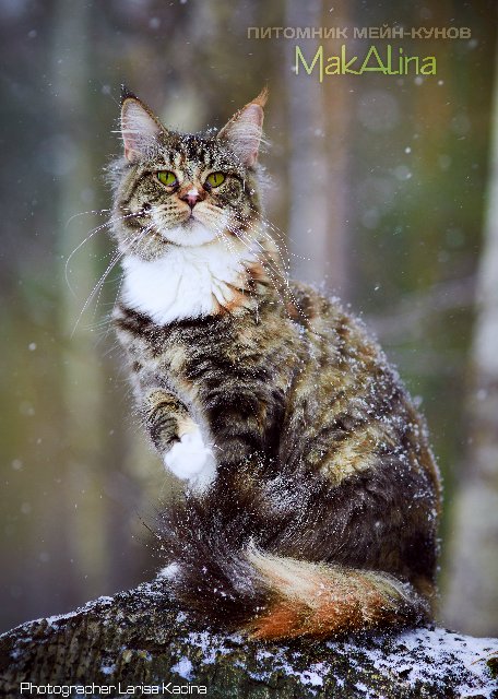 Utah Olimpian - maine-coon
