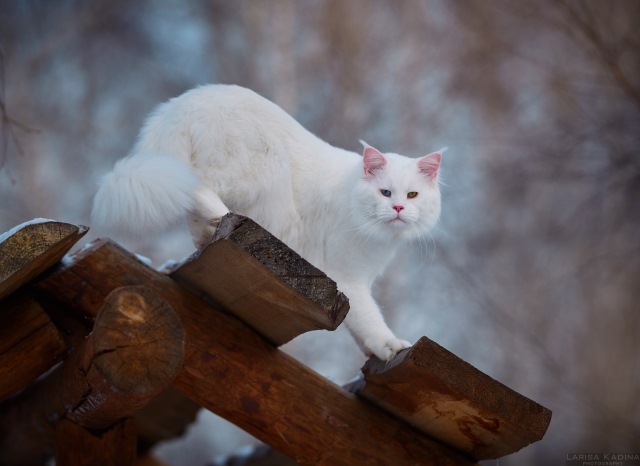 MakAlina Hongsavan - maine-coon