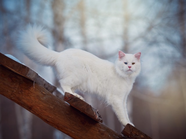 MakAlina Hongsavan - maine-coon