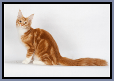 Chemicoons Wild Fire of Woodpile - maine-coon