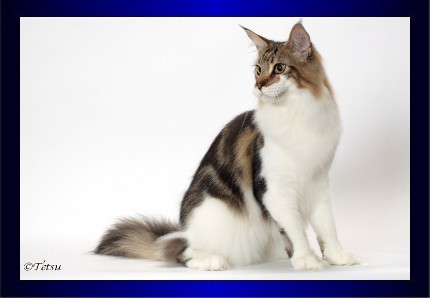 Woodpile Purrcussion - Junior maine-coon 9 months 1 week