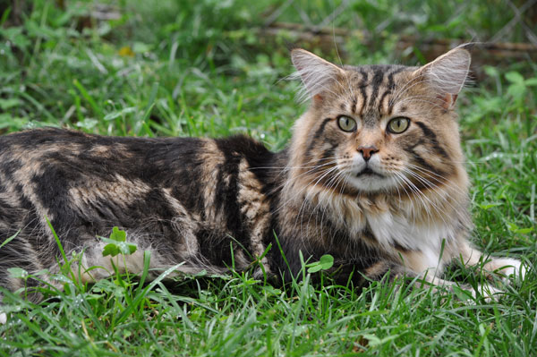 Woodpile Rex of Mainewood - maine-coon