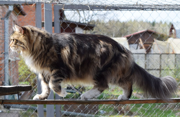 Woodpile Rex of Mainewood - maine-coon