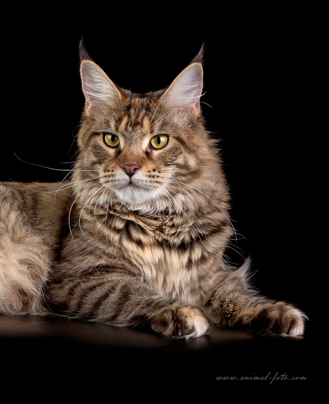Mainewood Magpie - maine-coon