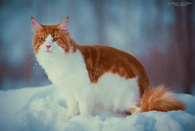 Allywood Johnny Be Good - мейн-кун