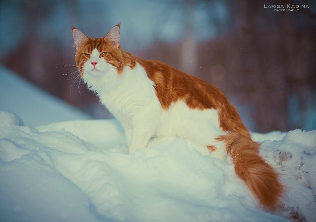 Allywood Johnny Be Good - мейн-кун