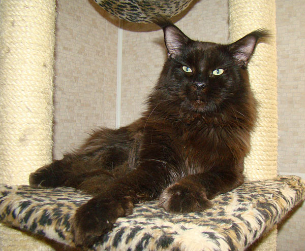 Pillowtalk's Genesis - maine-coon