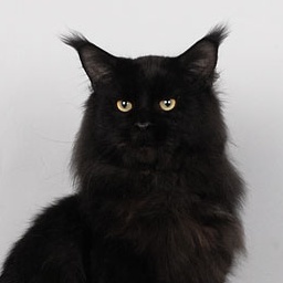 Pillowtalk's Genesis