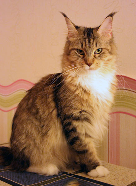 Catsvill County's Maria Antuanneta - maine-coon