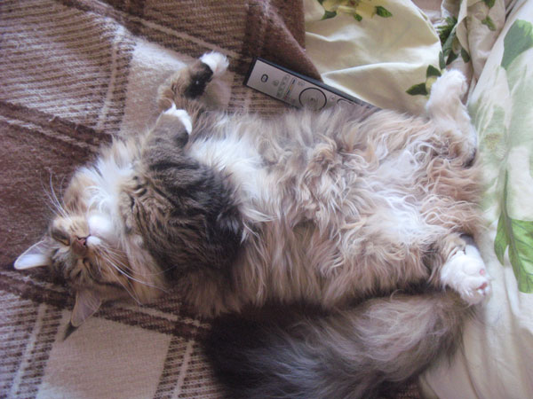 Catsvill County's Maria Antuanneta - maine-coon