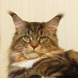 Catsvill County's Mozart