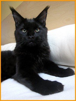 Suryamainecoon Ronny - maine-coon