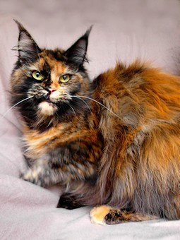 Womilla Arkiza - maine-coon