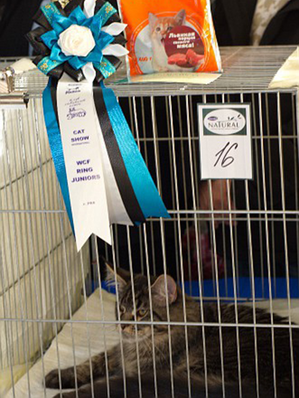 LoyalCoon Nostradamus - maine-coon