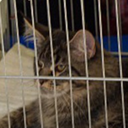 LoyalCoon Nostradamus