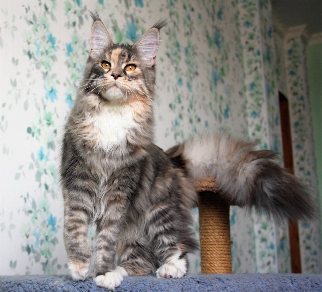 MakAlina Juice Couture - maine-coon