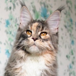 MakAlina Juice Couture