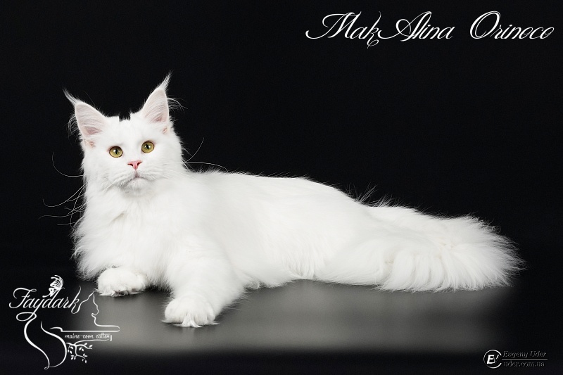 MakAlina Orinoco - Junior maine-coon 7 months