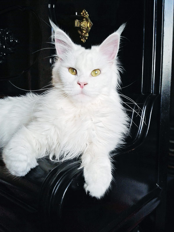 MakAlina Orinoco - Adult maine-coon 10 months