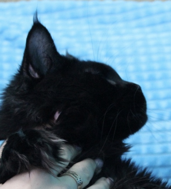 Faydark Jet Black - maine-coon