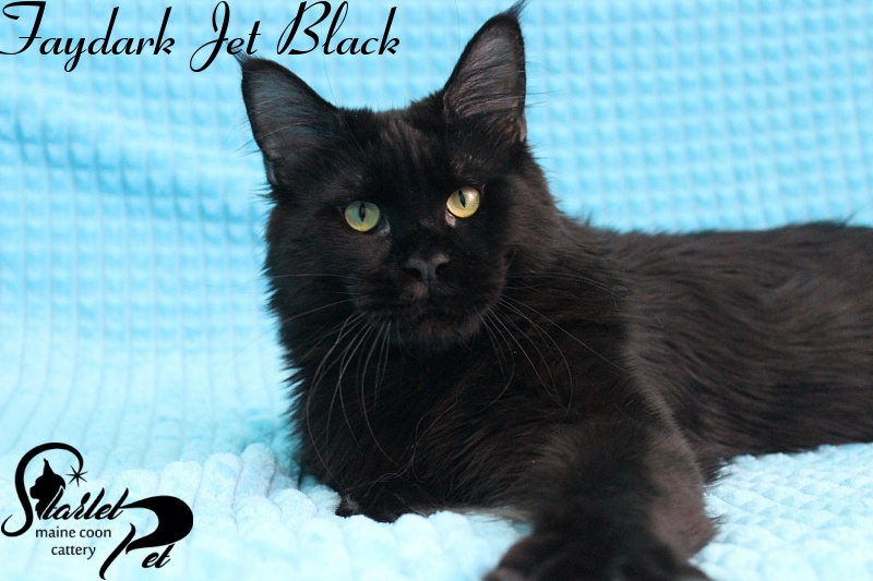 Faydark Jet Black - maine-coon