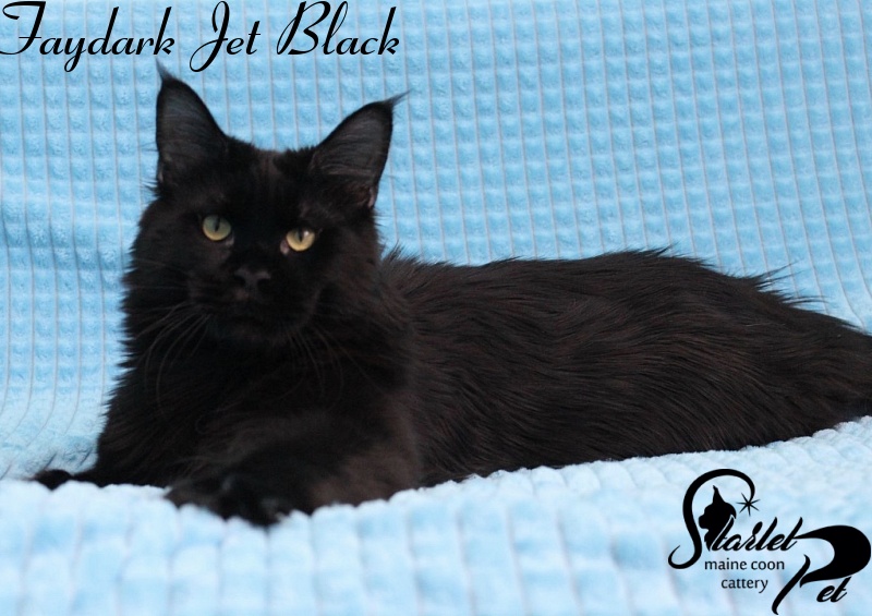 Faydark Jet Black - maine-coon