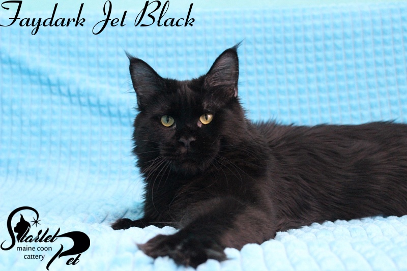 Faydark Jet Black - maine-coon