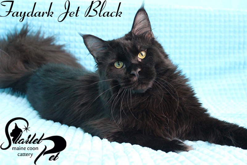 Faydark Jet Black - maine-coon