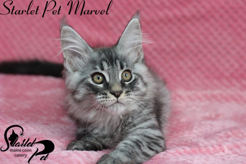 Starlet Pet Marvel - maine-coon