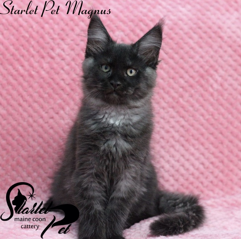 Starlet Pet Magnus - maine-coon