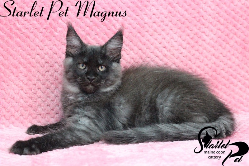 Starlet Pet Magnus - maine-coon