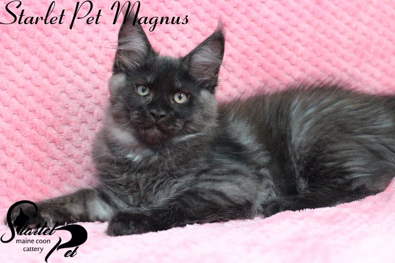 Starlet Pet Magnus - maine-coon