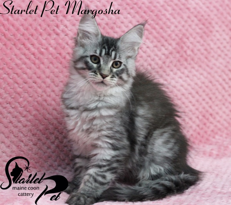 Starlet Pet Margosha - maine-coon