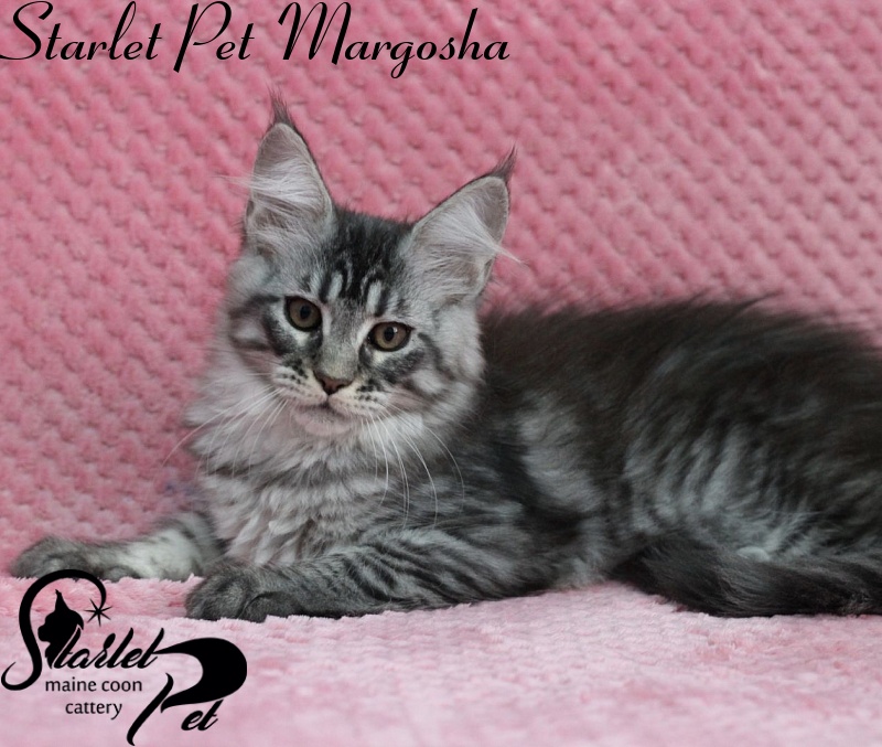 Starlet Pet Margosha - maine-coon