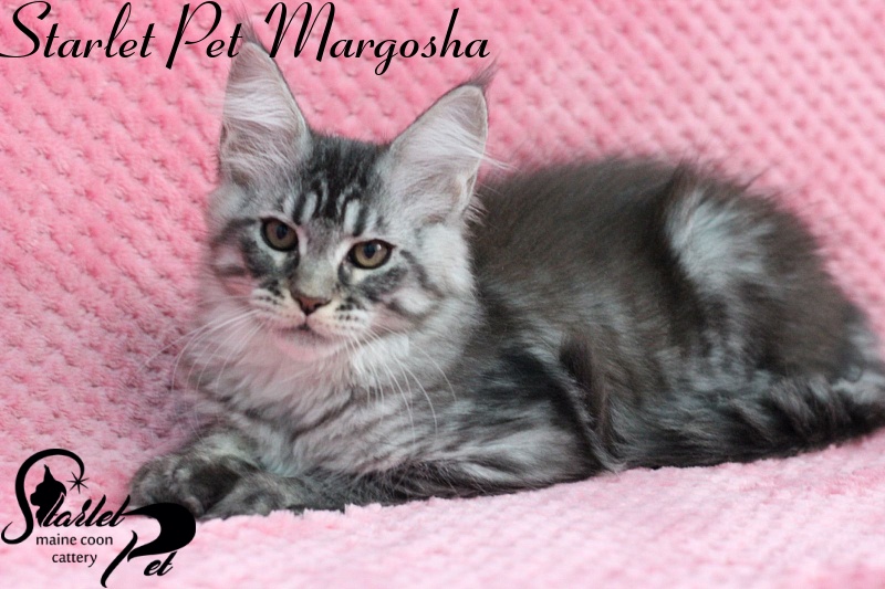 Starlet Pet Margosha - maine-coon