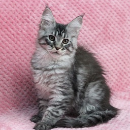 Starlet Pet Margosha