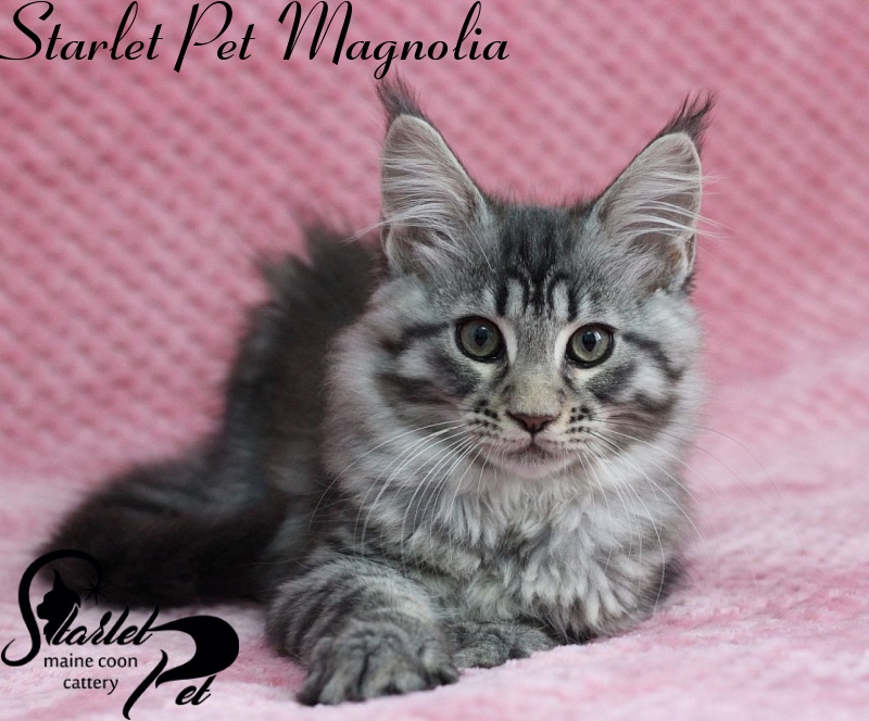 Starlet Pet Magnolia - maine-coon