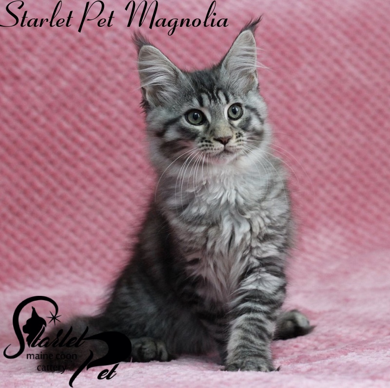 Starlet Pet Magnolia - maine-coon
