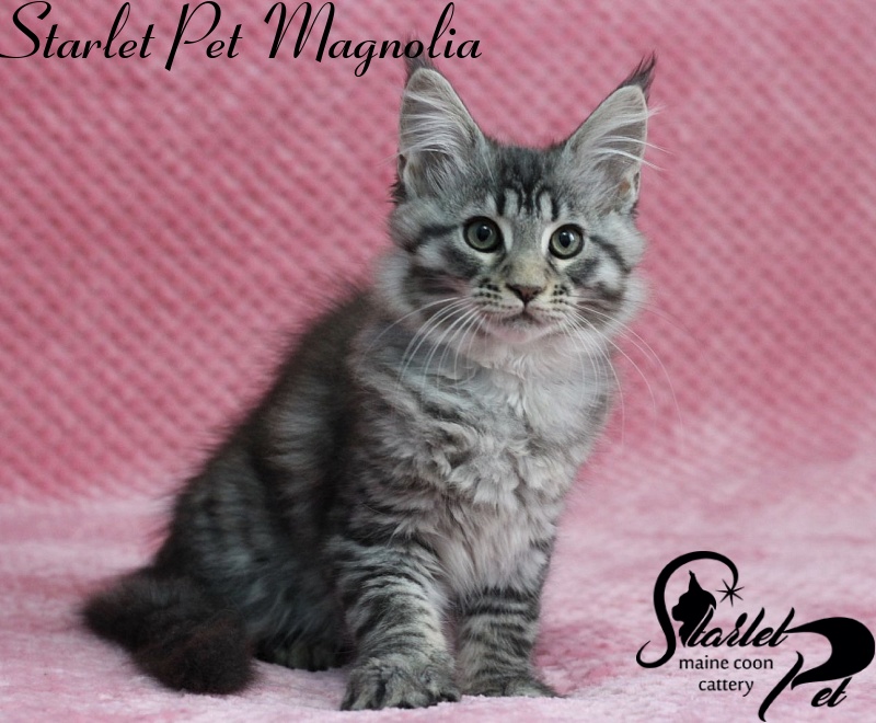 Starlet Pet Magnolia - maine-coon