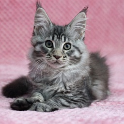 Starlet Pet Magnolia