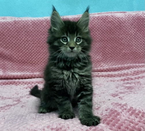 Starlet Pet Neo - Kitten maine-coon 1 month 3 weeks